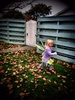 We enjoyed the autumn leaves and the walk to kindy with our fairy this morning. Week two begins with no Tom at home...