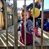 Iris is getting around at Playcentre and making friends (as much as a one year can!) we love climbing everything and loves being around the action. We have started having minor tantees when taken away from the fun!