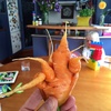 4 fingered carrot! Tag: Garden