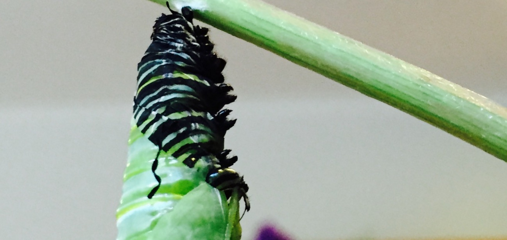 The freakiest thing watching Freddie transform into a chrysalis.