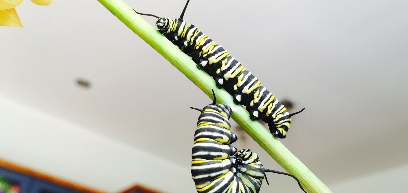 Sammie going walkabout while Freddie hangs in his J formation.