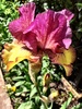 Tag: garden This Iris deserves a mention. Tom bought it off trade me when Iris was born. He was a little baffled when it arrived as a bulb stump, but it took a year and it has doubled and now flowering! Worth the wait.