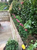 Pink tulips! They all came out and look great. Now what to do with them next year? Tag: garden