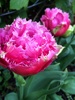 Pink tulips! They all came out and look great. Now what to do with them next year? Tag: garden
