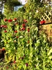 Second year of poppies, so I tried the retaining wall planter this time and wow! About 600mm tall! So didn't work that well with my hedge behind! So will maybe try behind... Worked well up around vege tier, some even self seeded. Sweetpea self seeded too.