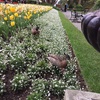 Play date with Mia & Amy at the botanical gardens to check out tulips and baby ducklings.