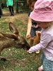 Cuddling chicks and feeding kangaroos at Lone Pine koala sanctuary.