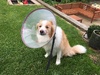His Masters Voice. Lyon returns from having a lump removed from his cheek. Poor guy has to wear the cone until the stitches are good. Dog flap is closed for the interim!