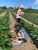Berry picking at berry land. Raspberries were a Peck favourite. Juni even got good at pick 'n eat.