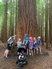 Redwood forest treetop walk! Juni has her very own carriage.