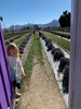 Wanaka Day 2: lavender farm, feeding the animals and madly running around while the four big kids ski.