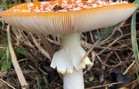 April - Journal Entries