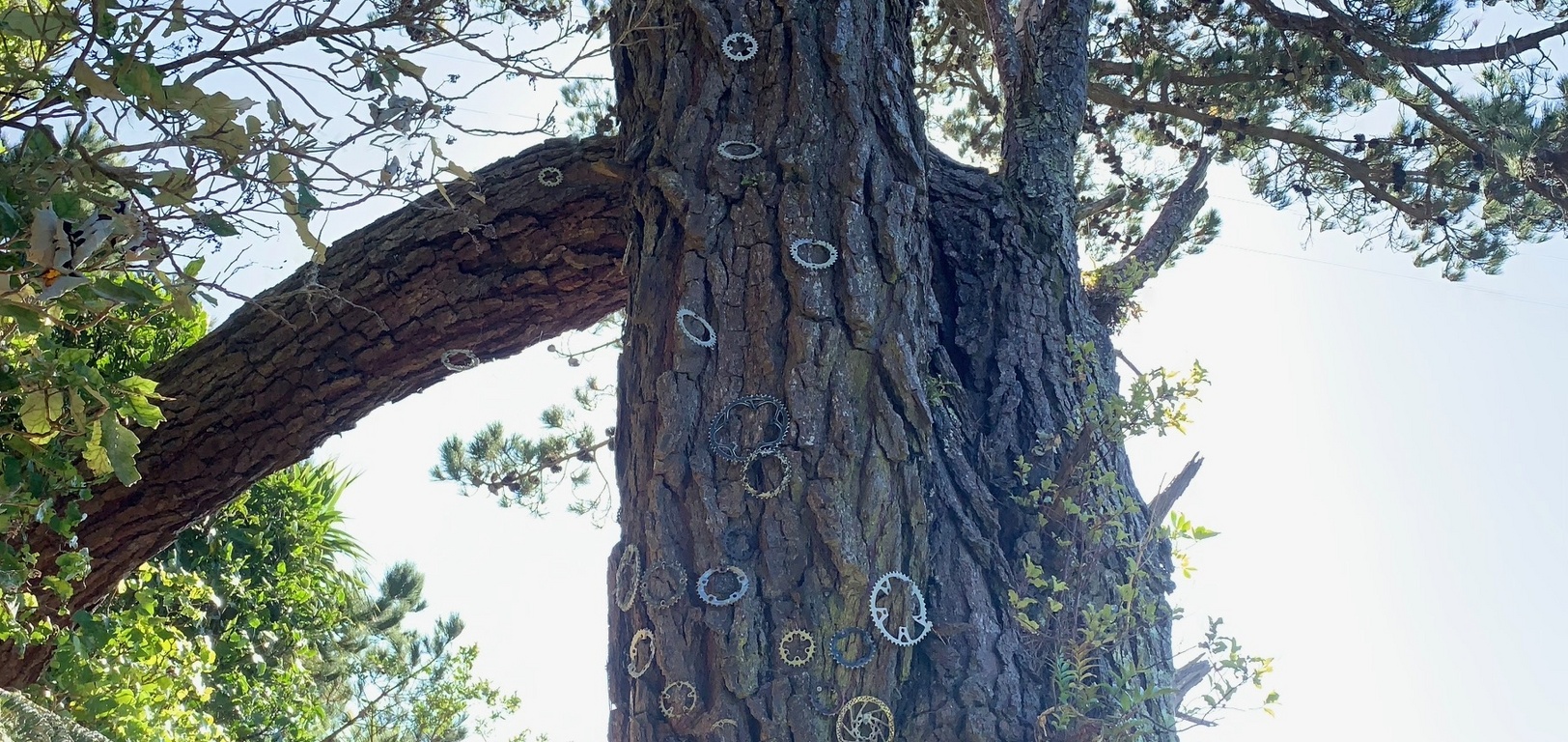 Lockdown day thirty! A month? Juni bakes Anzac cookies with puppets, family walk up the koru mountain bike track and fresh pasta was delish! Why don't we usually do all these things?