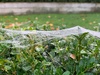 Lockdown day forty eight: misty morning with a fabulous web!
