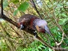 Cheeky kaka on a Polhill lunch run today.