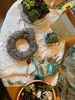Succulent wreath begins!