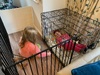 Crate fun while we work out Zorro's new pad. Kids can't get enough of the crate