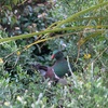A cheeky fella on my evening walk