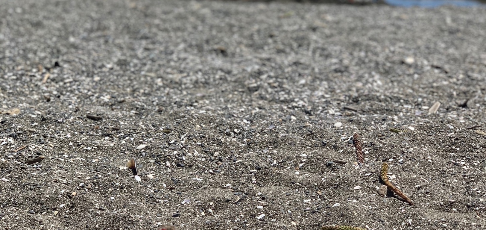 Last day of the holidays and it was stunning at days bay. Pizza lunch, swim, playing in the stream and finished with an ice cream. Bliss.