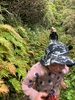 Walk on Mt Taranaki to the falls with the Thompsons.