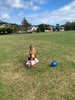 KPC Tamariki Nui: at Ben burn park, painting boxes and sliding down the hills, ball and parachute play.