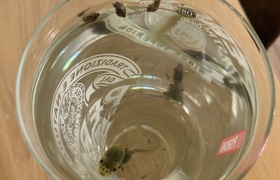 November - Journal Entries