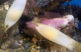 November - Journal Entries