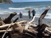 A stunning blue day at makara. Driftwood central. Kids loved finding treasure