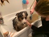 Zorro had a fun play date with Nero and managed to find a swamp at the dog park. First bath and he seemed to enjoy it.
