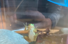 February - Journal Entries