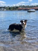 Zorro just couldn’t help himself on our short walk to the cafe, he needed a swim…