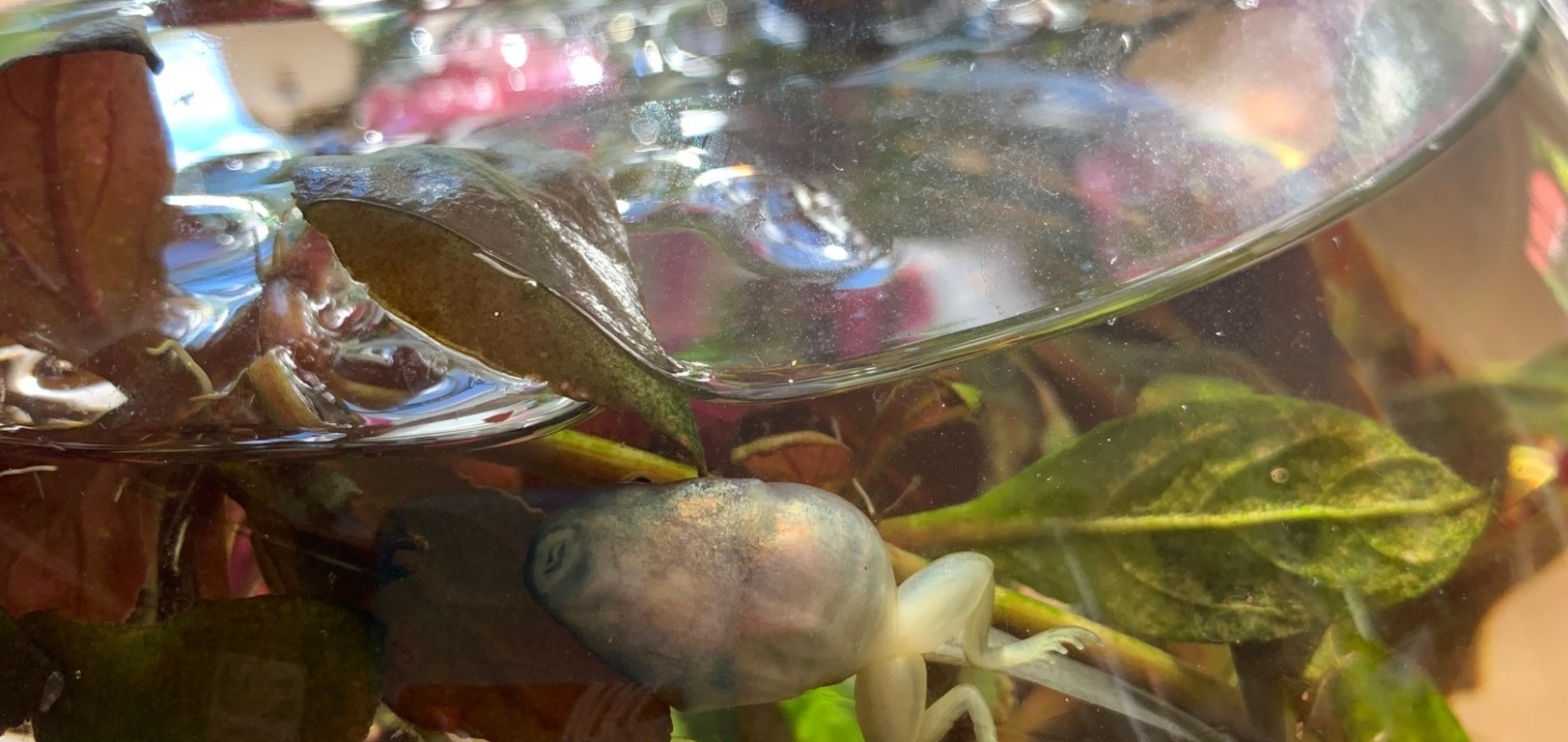 Poor yellowie died late today… not sure why!! He had beautiful back legs and the front ones were forming.