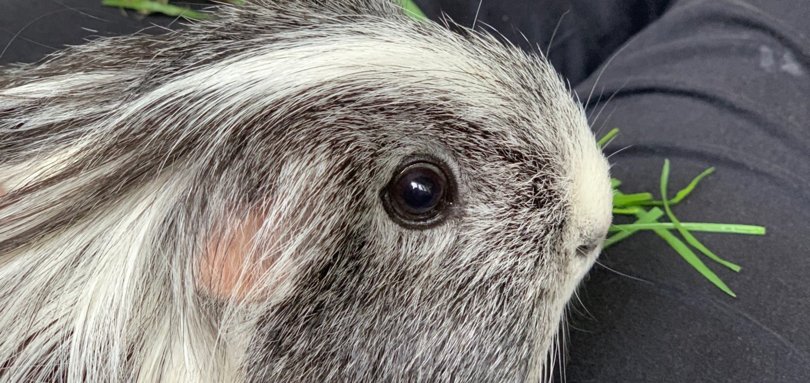 Guinea pigs come for a long visit.