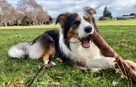 June - Journal Entries