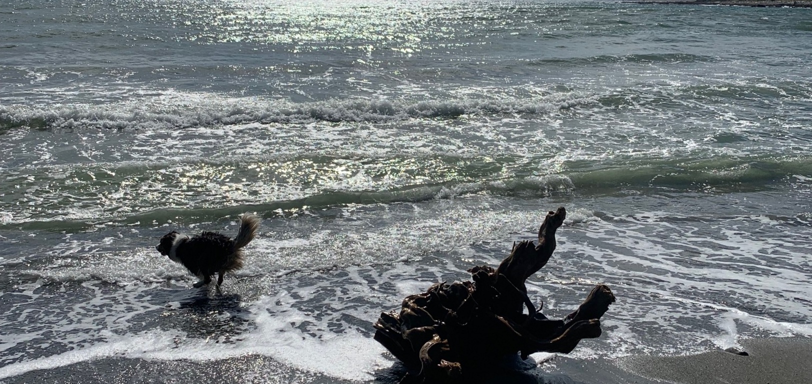 Makara beach foraging for driftwood handrails and shells, beautiful day for it. Zorro found a flounder and some cool snails