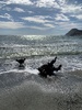 Makara beach foraging for driftwood handrails and shells, beautiful day for it. Zorro found a flounder and some cool snails
