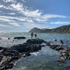 Makara beach foraging for driftwood handrails and shells, beautiful day for it. Zorro found a flounder and some cool snails