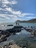 Makara beach foraging for driftwood handrails and shells, beautiful day for it. Zorro found a flounder and some cool snails