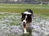 Wettest day ever! Zorro had a field day