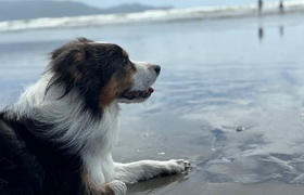 February - Journal Entries