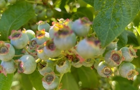 January - Journal Entries