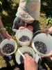 Blueberry picking! Got a kilo but it was quickly all picked out! Heaps unripe ones just waiting for another week!