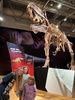 Dinosaur exhibit free for Wellingtonians today. Amazing.