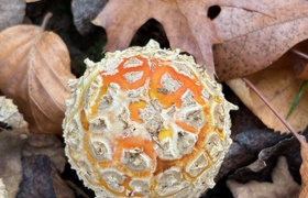 May - Journal Entries