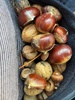 On the drive home we stopped in Hunterville for some walnut and chestnut foraging