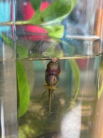 Taddies have all got legs now! Better get onto the pond!