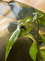 Taddies have all got legs now! Better get onto the pond!