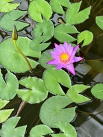 A cheeky visit to ceramicos exhibition and pottery market. Girls had fun collecting the fallen petals around the gardens and we did some pond research.
