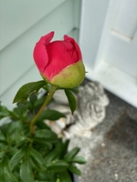 First time my coral peony has flowered!