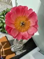 First time my coral peony has flowered!